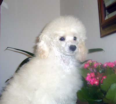 madreperla