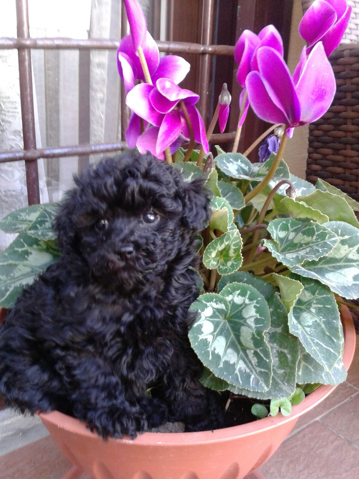 Ajelen Caniche Toy Galería de fotos - Kennel Ajelen - Toy Pooddle, Barboni  Tea Cup, Pocket Toy kennel, Italia