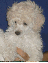 caniche
